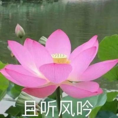 新讯受邀参加华为Redcap产业峰会，并荣获Re...